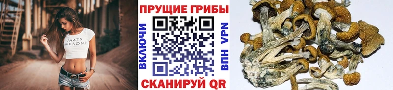 закладка  Козельск  Галлюциногенные грибы мухоморы 
